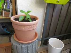 Paprika auf dem Balkon anbauen2