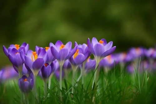 Der Frühling naht