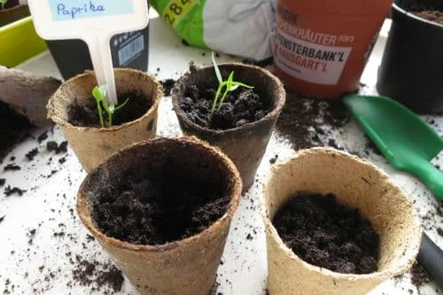 Keimlinge nach der Aussaat pikieren