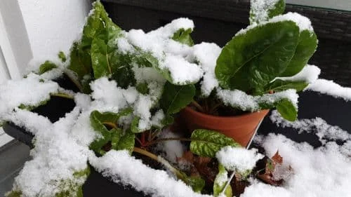 Mangold überwintern auf dem Balkon