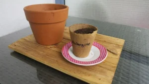 Aubergine Aussaat