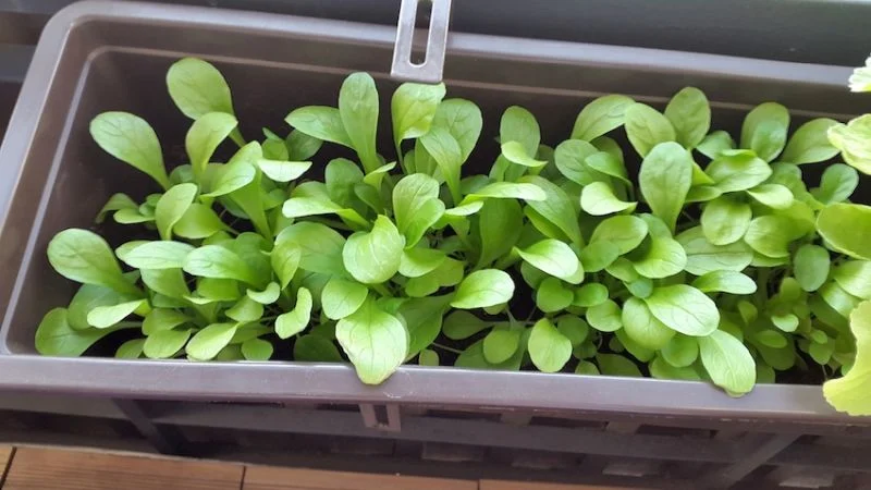 Feldsalat im Blumenkasten aussäen