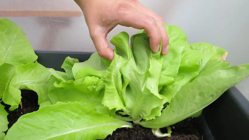 Blattsalat auf dem Balkon anbauen