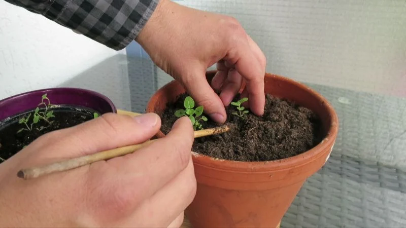 Oregano aus Samen anziehen