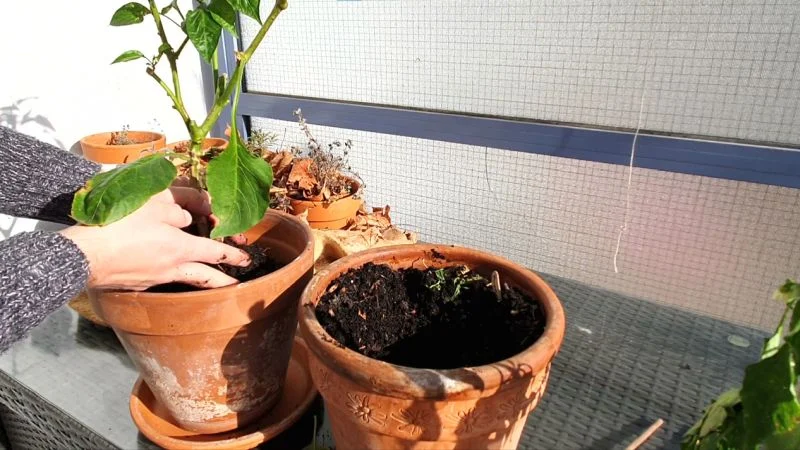 Paprika nach dem Überwintern pflegen