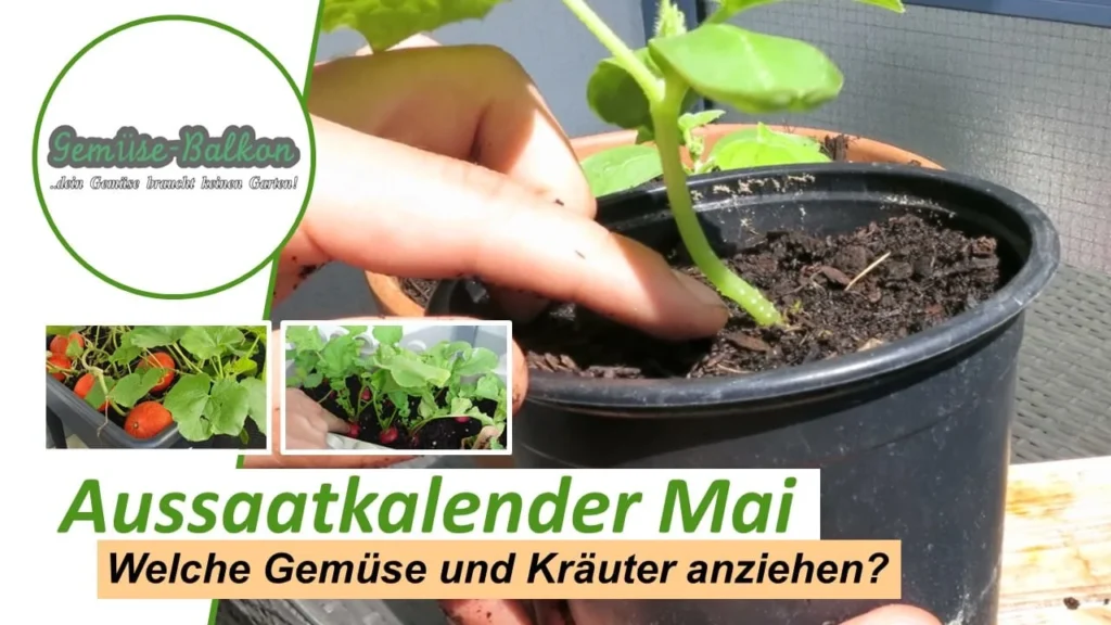 Aussaatkalender Mai – Gemüse und Kräuter im Mai anziehen