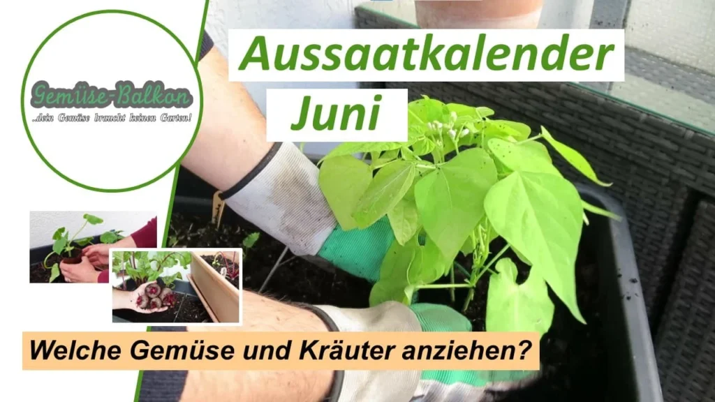 Aussaatkalender Juni – Gemüse und Kräuter im Juni anziehen